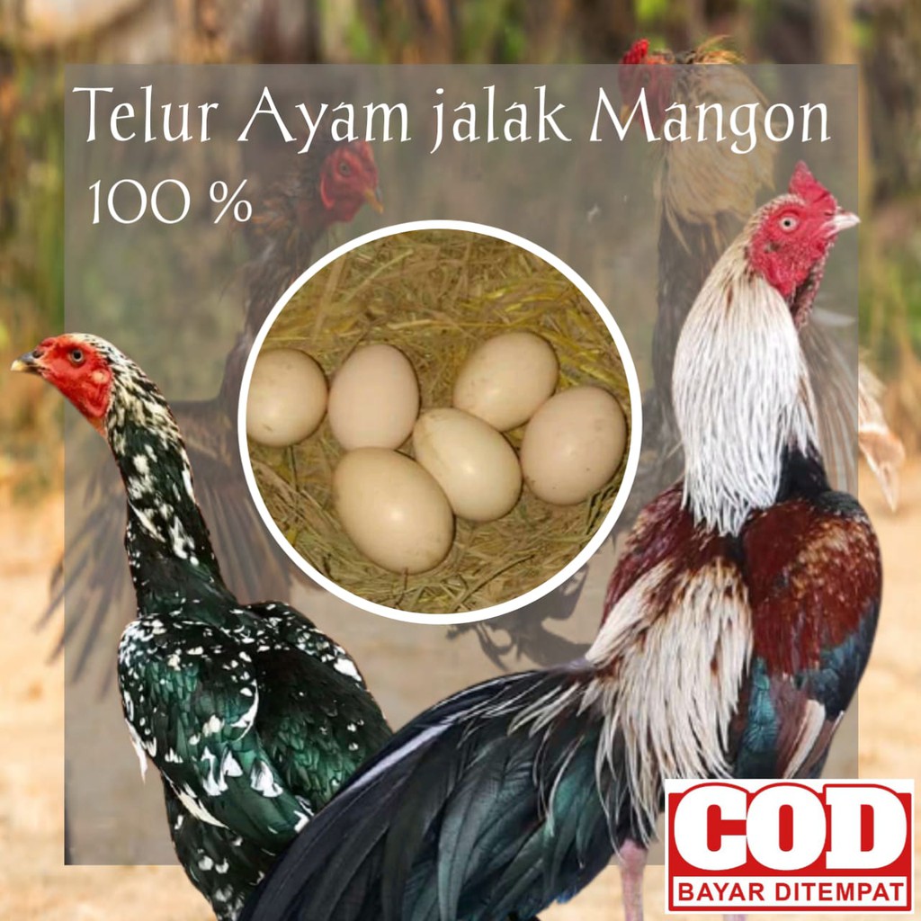 Detail Gambar Telur Ayam Birma Nomer 12