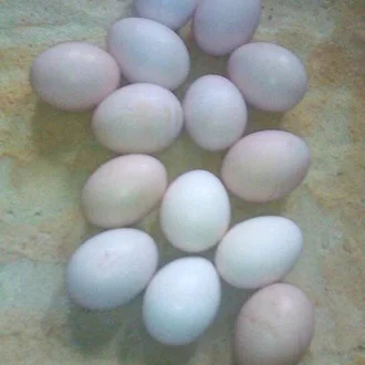 Detail Gambar Telur Ayam Birma Nomer 13