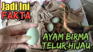 Detail Gambar Telur Ayam Birma Nomer 18