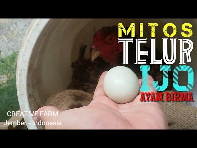 Detail Gambar Telur Ayam Birma Nomer 20
