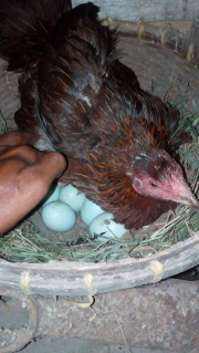 Detail Gambar Telur Ayam Birma Nomer 23