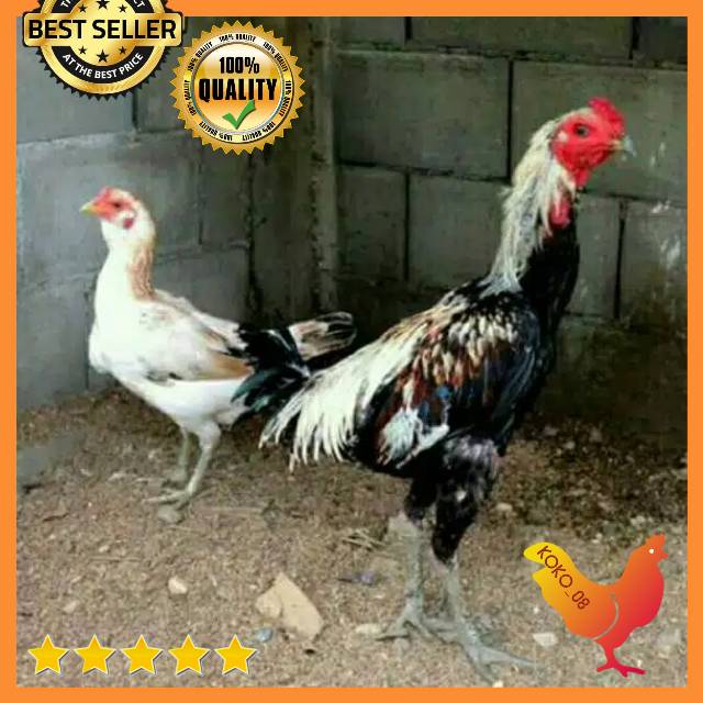 Detail Gambar Telur Ayam Birma Nomer 25