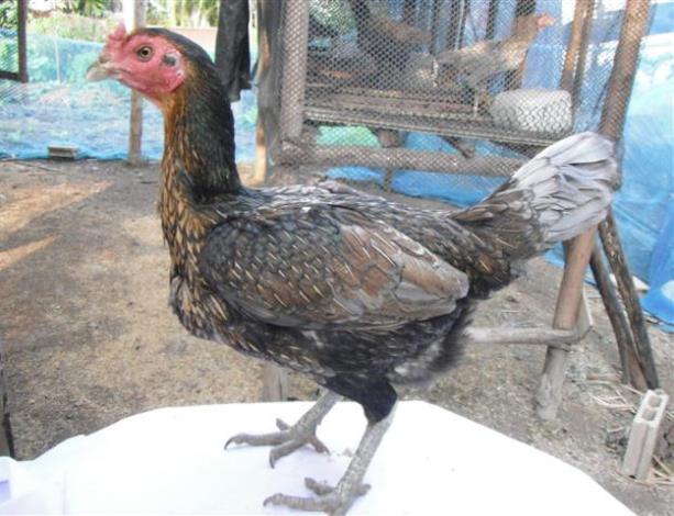 Detail Gambar Telur Ayam Birma Nomer 28