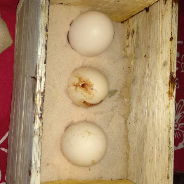 Detail Gambar Telur Ayam Birma Nomer 29