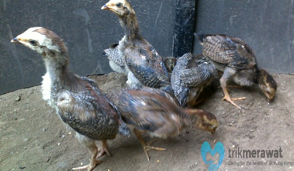 Detail Gambar Telur Ayam Birma Nomer 35