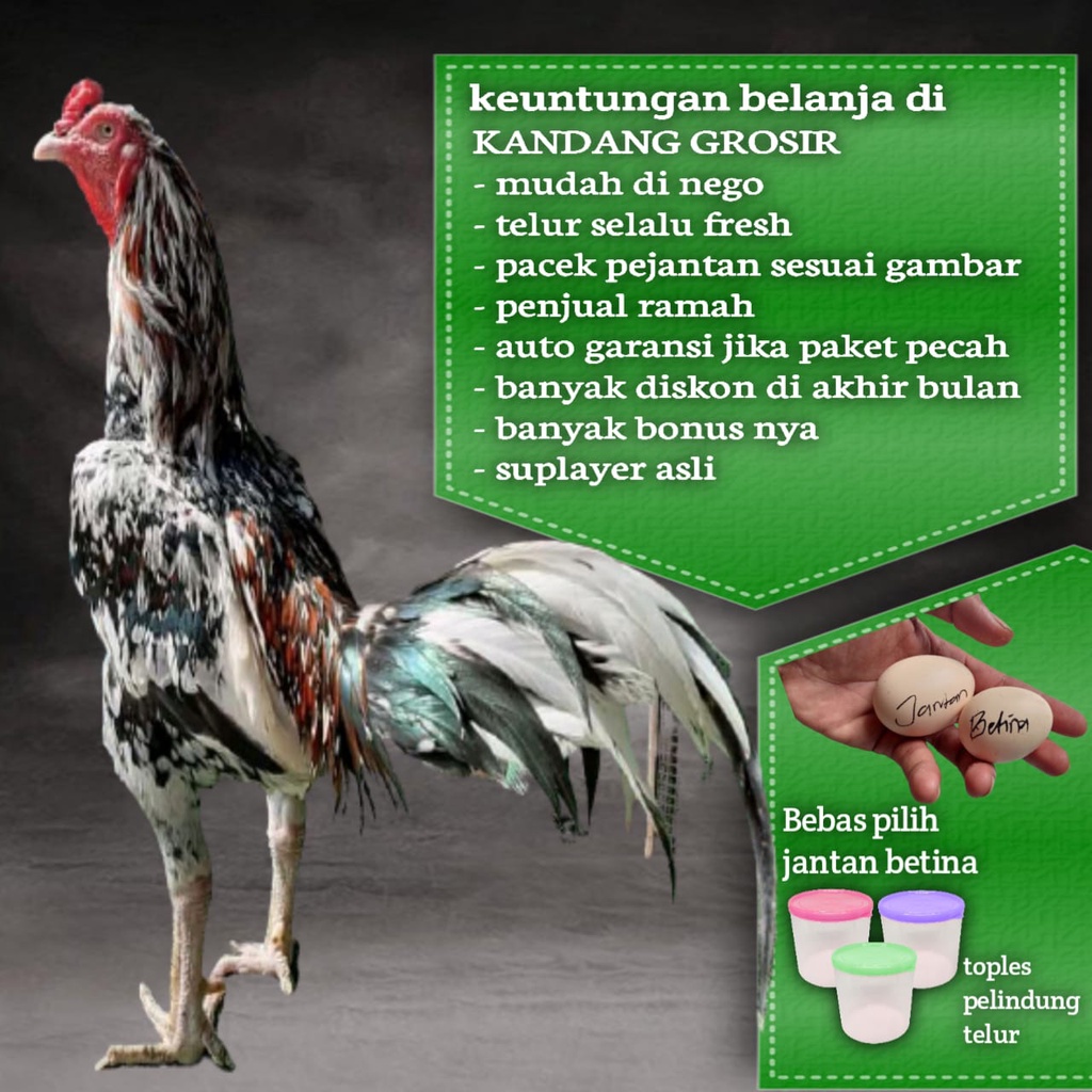 Detail Gambar Telur Ayam Birma Nomer 39