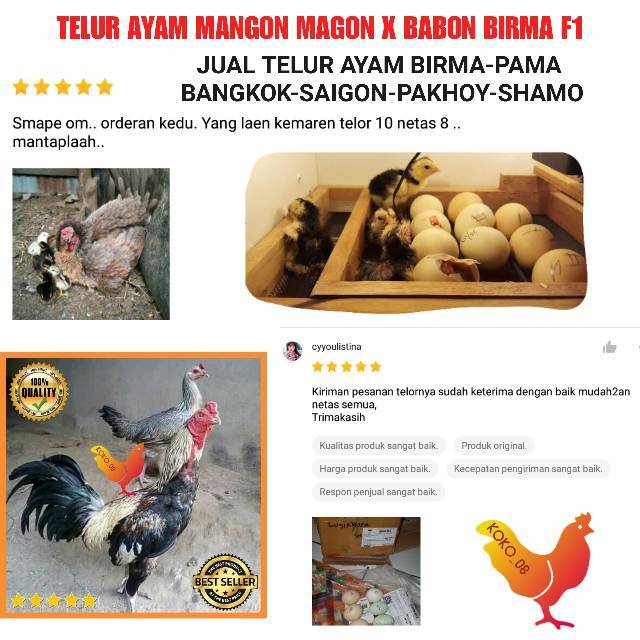 Detail Gambar Telur Ayam Birma Nomer 48