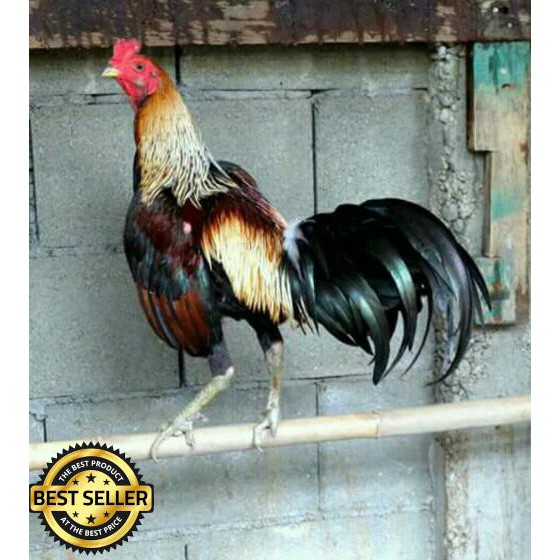 Detail Gambar Telur Ayam Birma Nomer 49