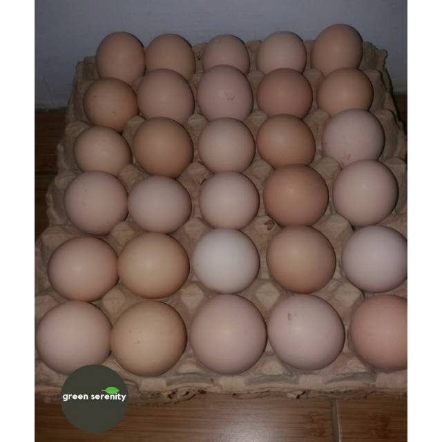 Detail Gambar Telur Ayam Broiler Nomer 22