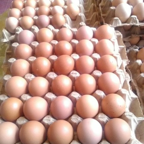 Detail Gambar Telur Ayam Broiler Nomer 25