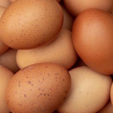 Detail Gambar Telur Ayam Broiler Nomer 7