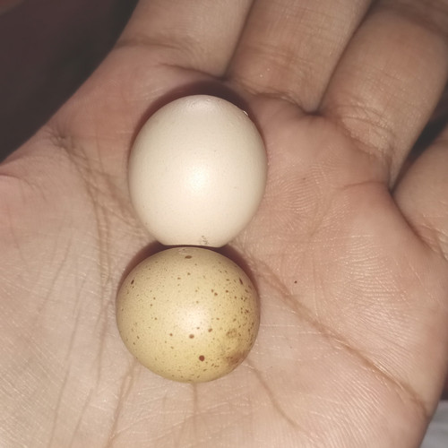 Gambar Telur Ayam Jantan - KibrisPDR