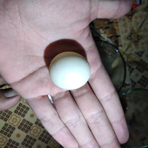 Detail Gambar Telur Ayam Jantan Nomer 2