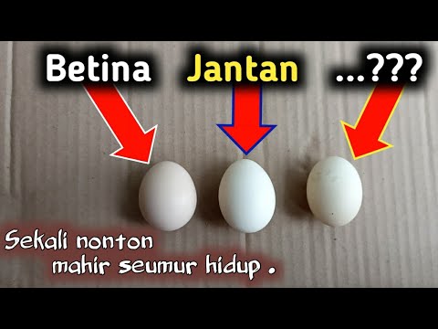 Detail Gambar Telur Ayam Jantan Nomer 20