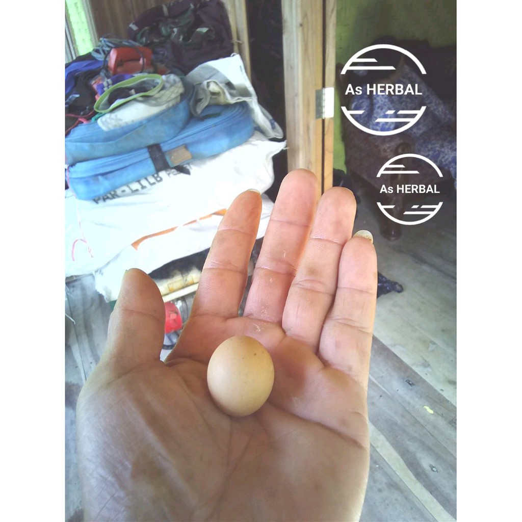 Detail Gambar Telur Ayam Jantan Nomer 21