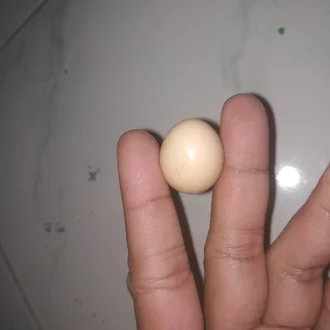 Detail Gambar Telur Ayam Jantan Nomer 25