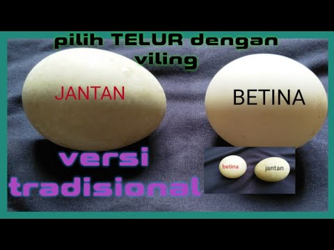 Detail Gambar Telur Ayam Jantan Nomer 27