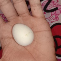 Detail Gambar Telur Ayam Jantan Nomer 36