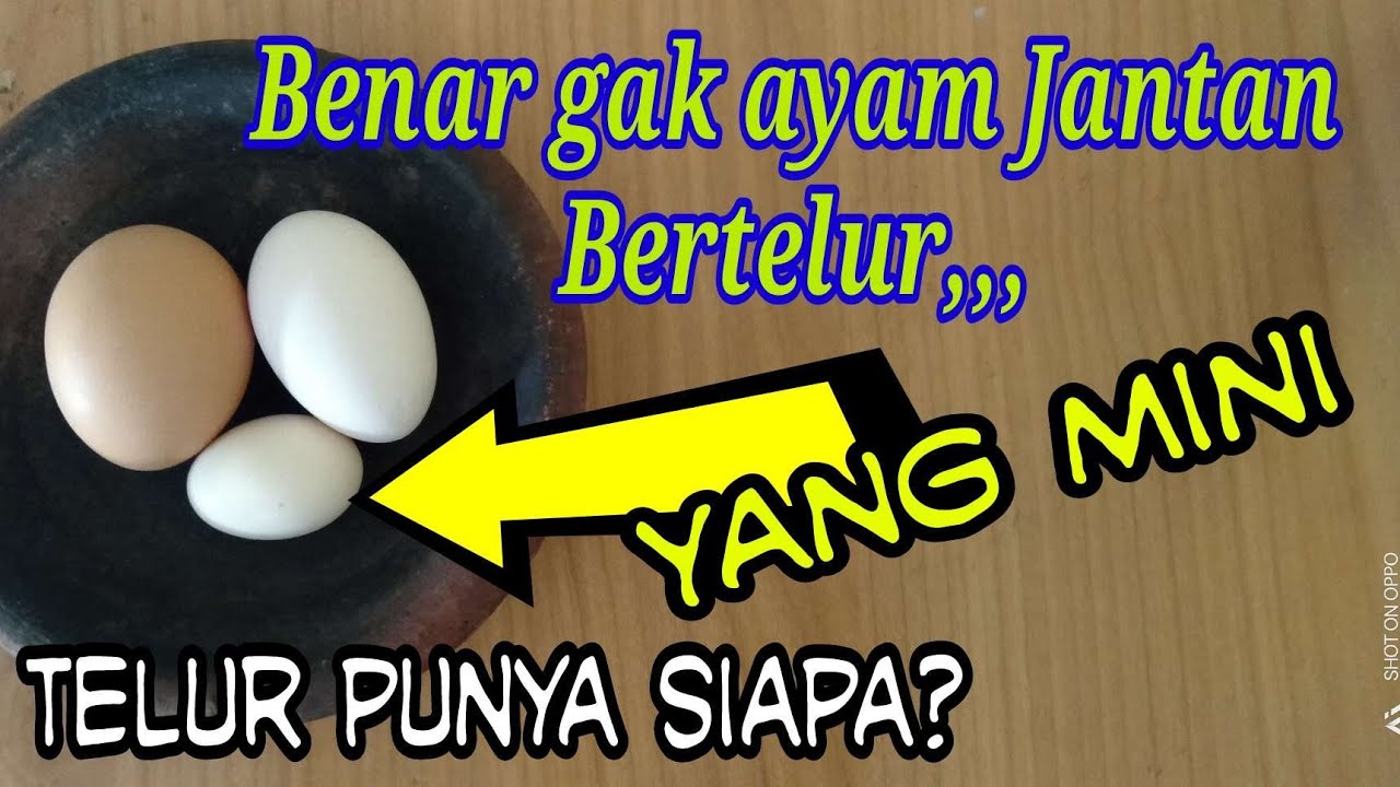 Detail Gambar Telur Ayam Jantan Nomer 37