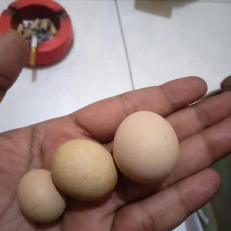 Detail Gambar Telur Ayam Jantan Nomer 41