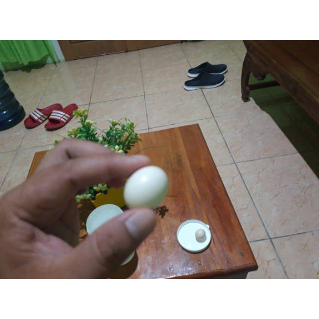 Detail Gambar Telur Ayam Jantan Nomer 49