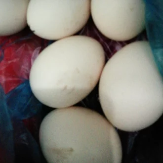 Detail Gambar Telur Ayam Jantan Nomer 50