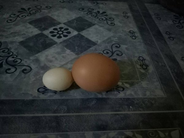 Detail Gambar Telur Ayam Jantan Nomer 7