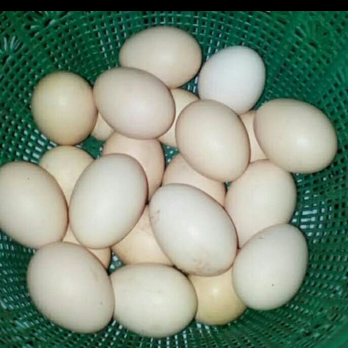 Detail Gambar Telur Ayam Kampung Nomer 8