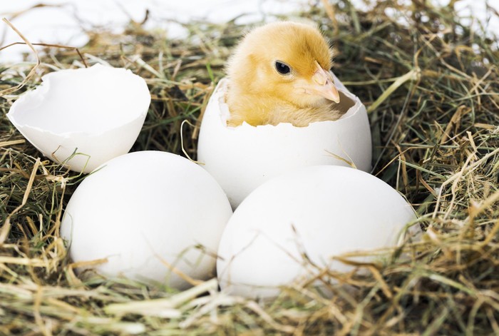 Gambar Telur Ayam Menetas - KibrisPDR