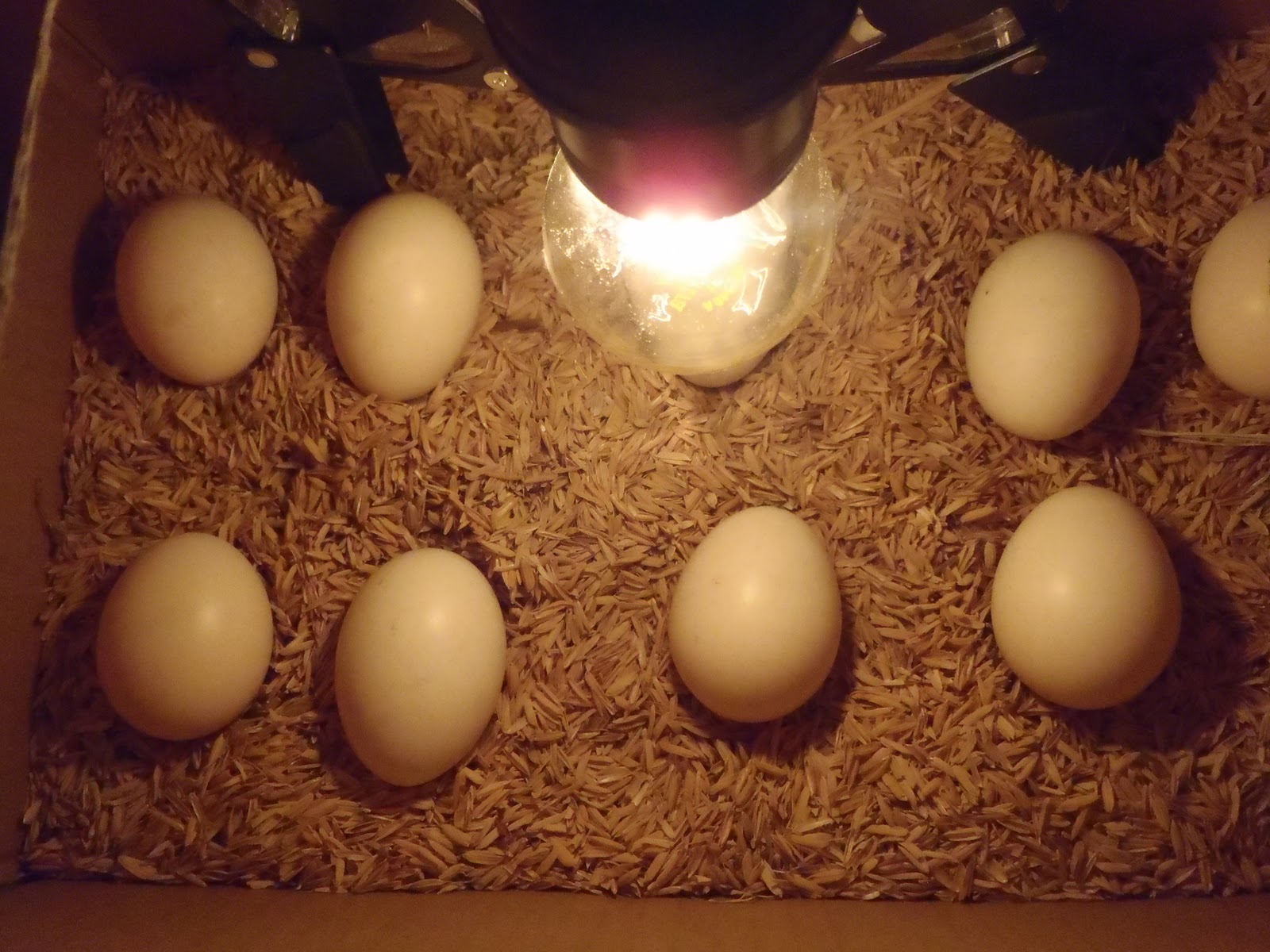 Detail Gambar Telur Ayam Menetas Nomer 28