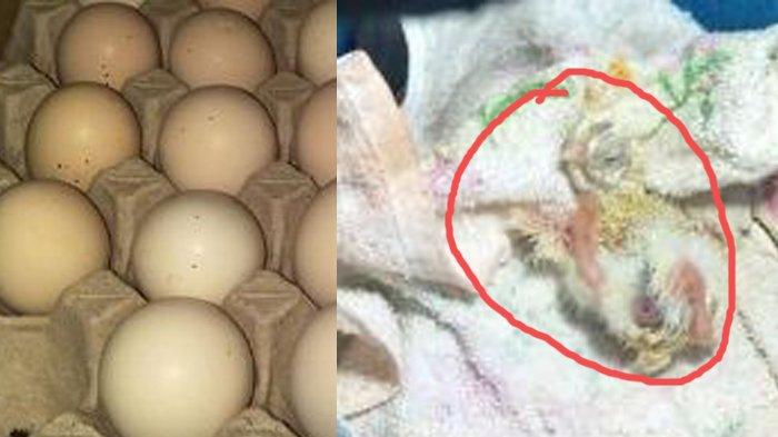 Detail Gambar Telur Ayam Menetas Nomer 5