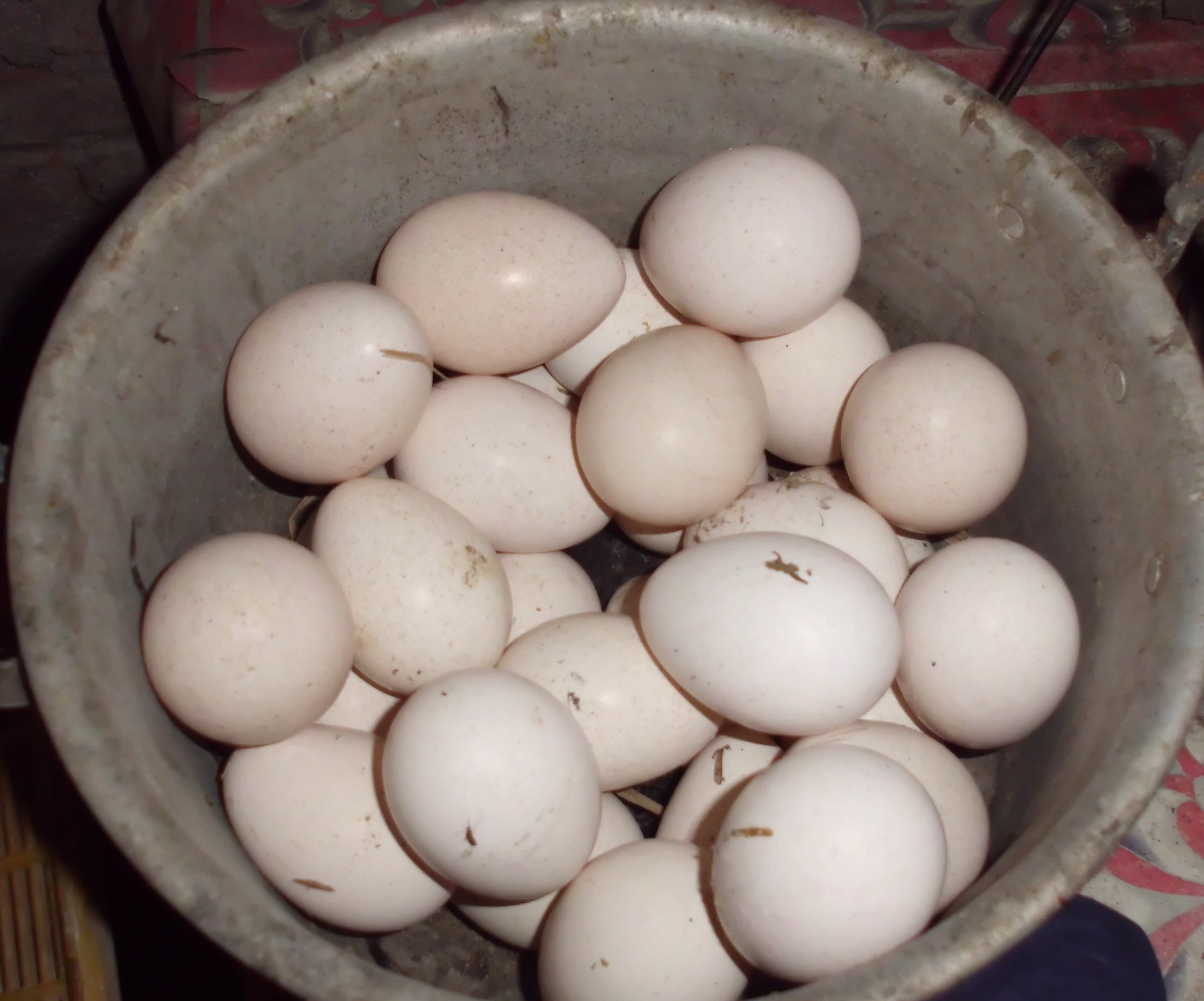 Detail Gambar Telur Ayam Menetas Nomer 50