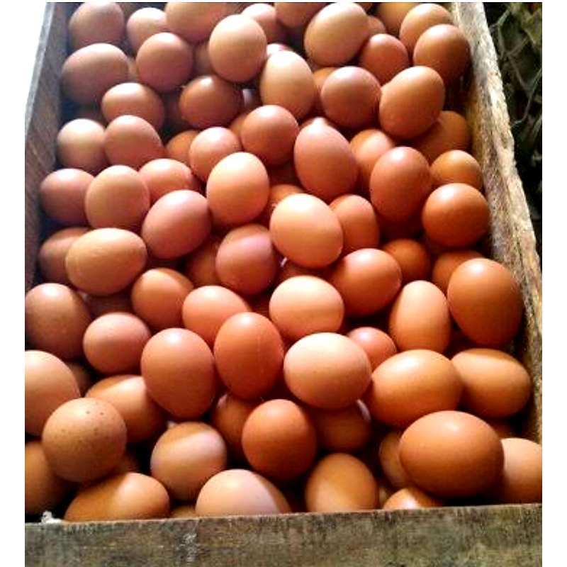 Detail Gambar Telur Ayam Nomer 15