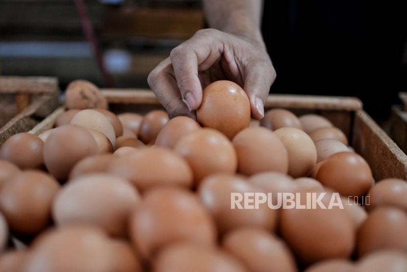 Detail Gambar Telur Ayam Nomer 51