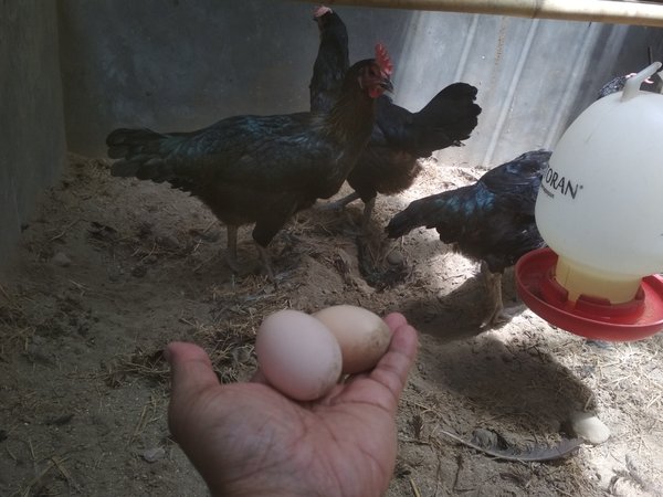 Detail Gambar Telur Ayam Pelung Nomer 12