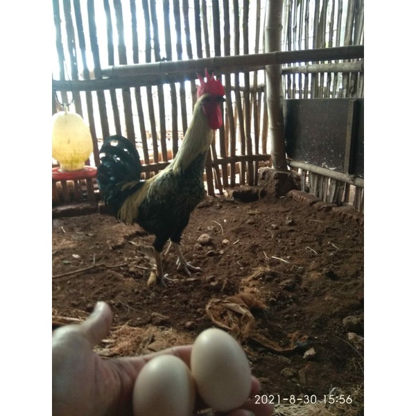 Detail Gambar Telur Ayam Pelung Nomer 20