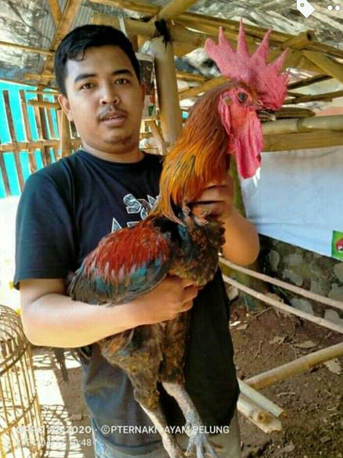 Detail Gambar Telur Ayam Pelung Nomer 29