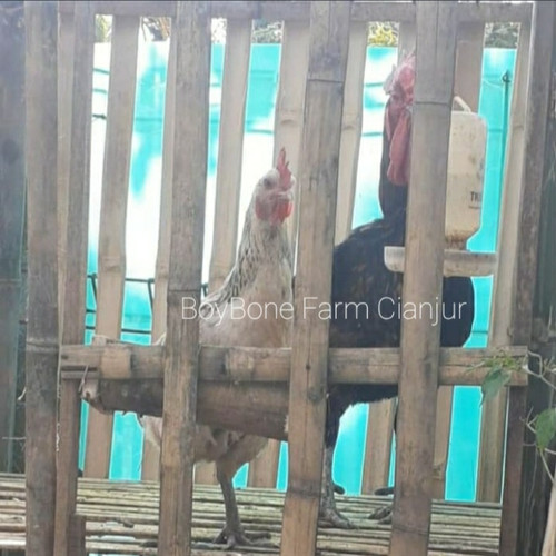 Detail Gambar Telur Ayam Pelung Nomer 32