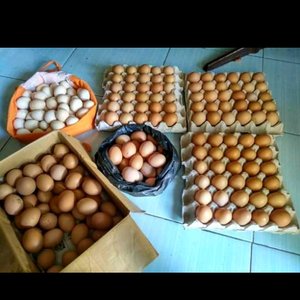 Detail Gambar Telur Ayam Pelung Nomer 39