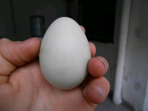 Detail Gambar Telur Ayam Pelung Nomer 47