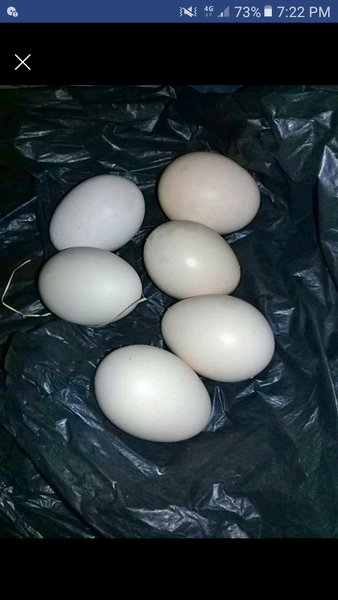 Detail Gambar Telur Ayam Pelung Nomer 9