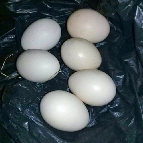 Detail Gambar Telur Ayam Pelung Nomer 10