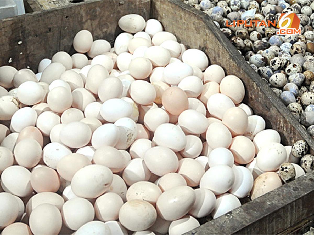 Detail Gambar Telur Ayam Petelur Nomer 11