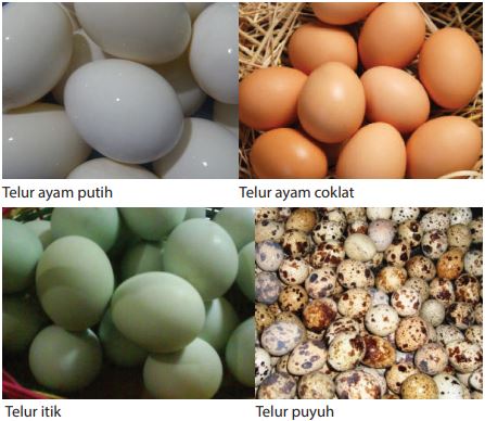 Detail Gambar Telur Ayam Petelur Nomer 12