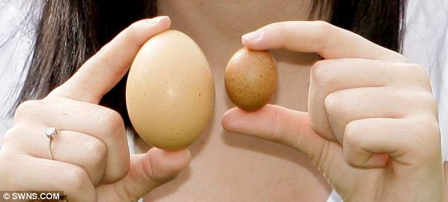 Detail Gambar Telur Ayam Petelur Nomer 14