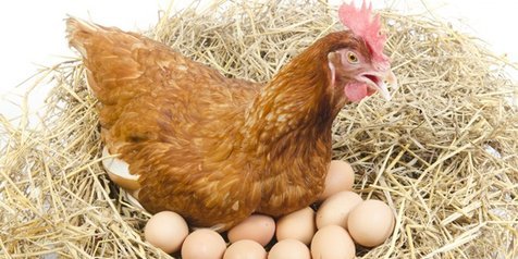 Detail Gambar Telur Ayam Petelur Nomer 18