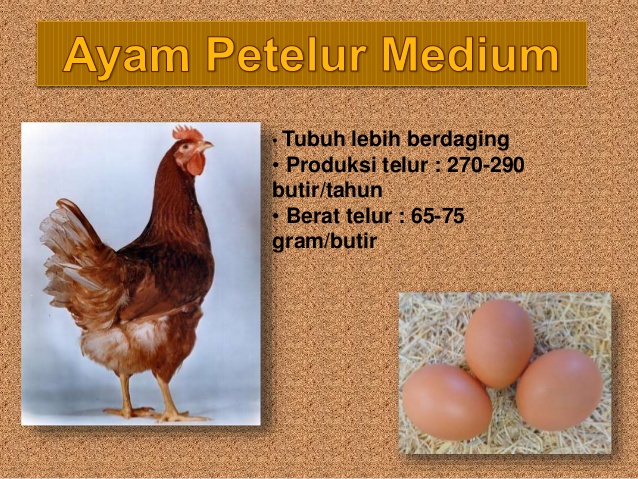 Detail Gambar Telur Ayam Petelur Nomer 21