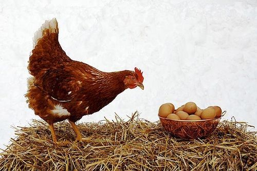 Detail Gambar Telur Ayam Petelur Nomer 23