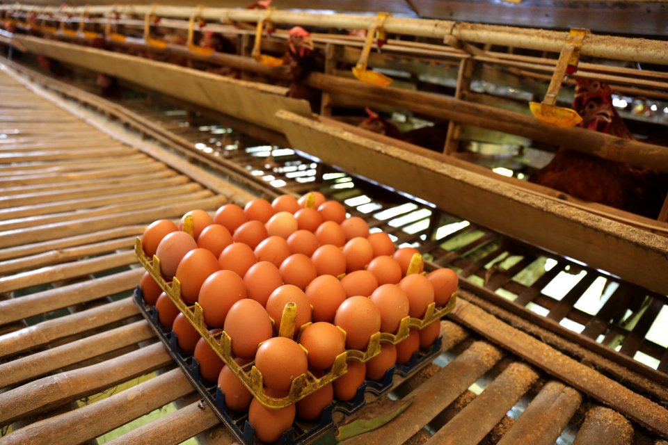 Detail Gambar Telur Ayam Petelur Nomer 24