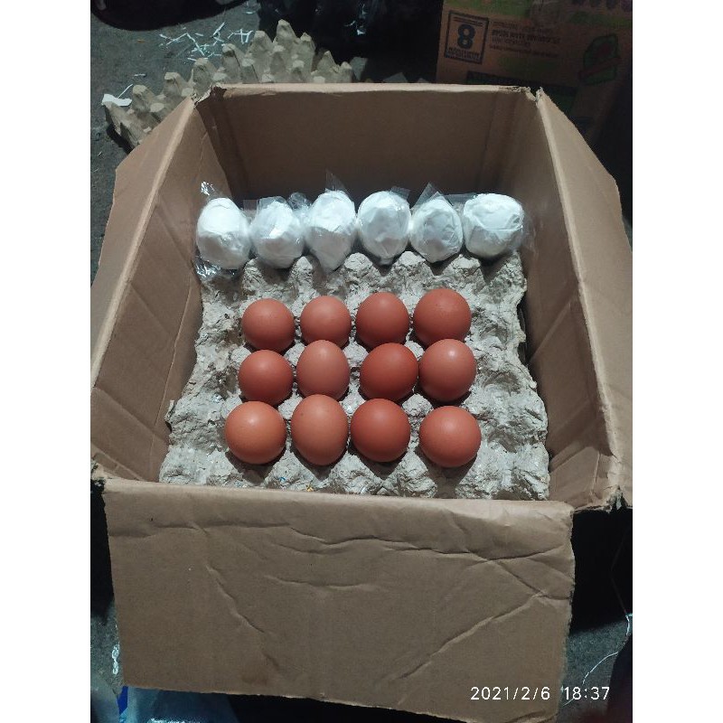 Detail Gambar Telur Ayam Petelur Nomer 27